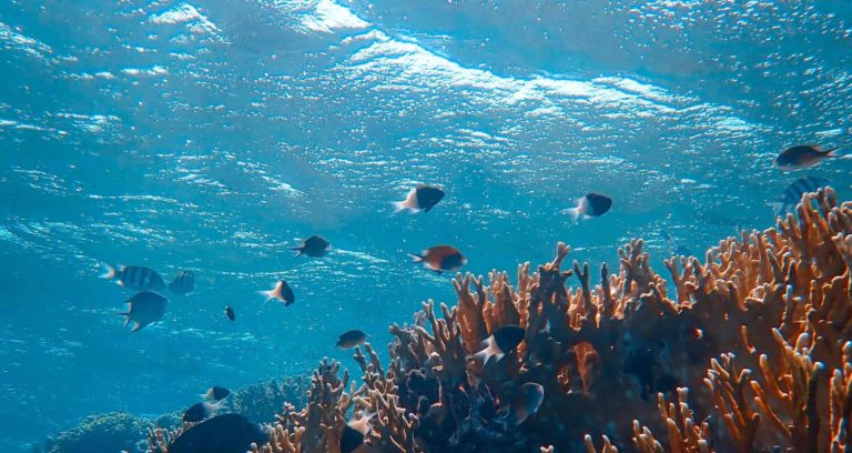 Jabra komited untuk melindungi lautan: Usaha kelestarian yang dilancarkan di Persidangan Rakan Kongsi Jabra APAC tahun ini 8