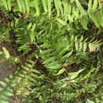 ULASAN : SAMSUNG Galaxy Z Fold7 - Lonjakan Terbesar dalam Sejarah Galaxy Z Fold 42 ULASAN : SAMSUNG Galaxy Z Fold7 - Lonjakan Terbesar dalam Sejarah Galaxy Z Fold 41