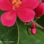 ULASAN : HUAWEI Pura 80 Ultra - Inovasi pengimejan terbaru kini telah tiba 135