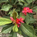 ULASAN : HUAWEI Pura 80 Ultra - Inovasi pengimejan terbaru kini telah tiba 134