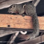 ULASAN : HUAWEI Pura 80 Ultra - Inovasi pengimejan terbaru kini telah tiba 124