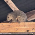 ULASAN : HUAWEI Pura 80 Ultra - Inovasi pengimejan terbaru kini telah tiba 122