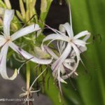 ULASAN : HUAWEI Pura 80 Ultra - Inovasi pengimejan terbaru kini telah tiba 121