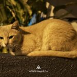 ULASAN : HONOR Magic8 Pro - Prestasi, Kamera 200MP & Ketahanan Bateri 116