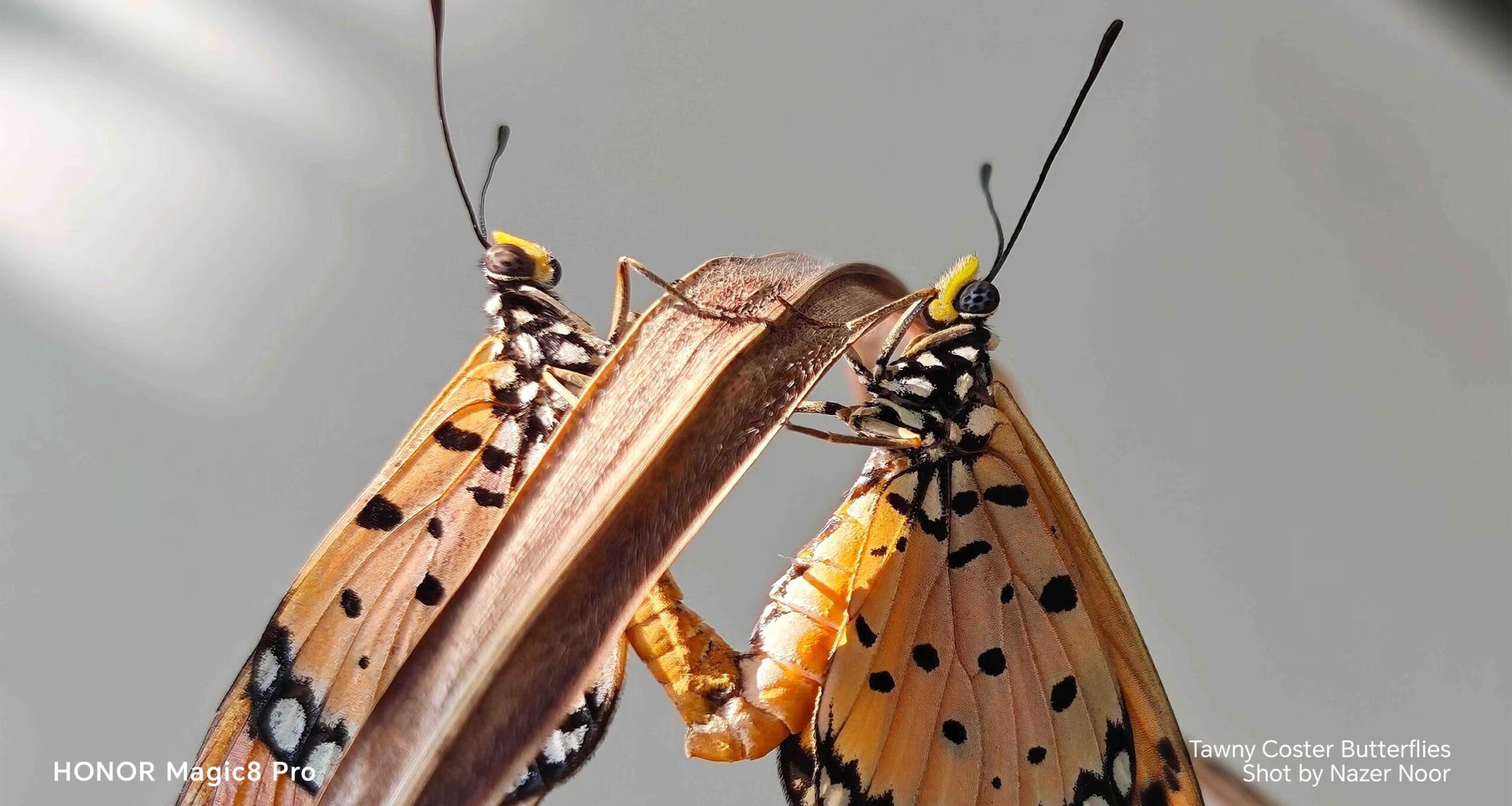 HONOR Magic8 Pro - Ulasan Sensor 200MP Ultra Night Telephoto 21 HONOR Magic8 Pro - Ulasan Sensor 200MP Ultra Night Telephoto 21