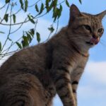 ULASAN : Google Pixel 10 Pro - Senjata Baru Google untuk Dominasi Android 15 ULASAN : Google Pixel 10 Pro - Senjata Baru Google untuk Dominasi Android 15