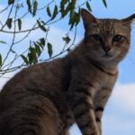 ULASAN : Google Pixel 10 Pro - Senjata Baru Google untuk Dominasi Android 16 ULASAN : Google Pixel 10 Pro - Senjata Baru Google untuk Dominasi Android 16