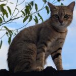 ULASAN : Google Pixel 10 Pro - Senjata Baru Google untuk Dominasi Android 17 ULASAN : Google Pixel 10 Pro - Senjata Baru Google untuk Dominasi Android 17