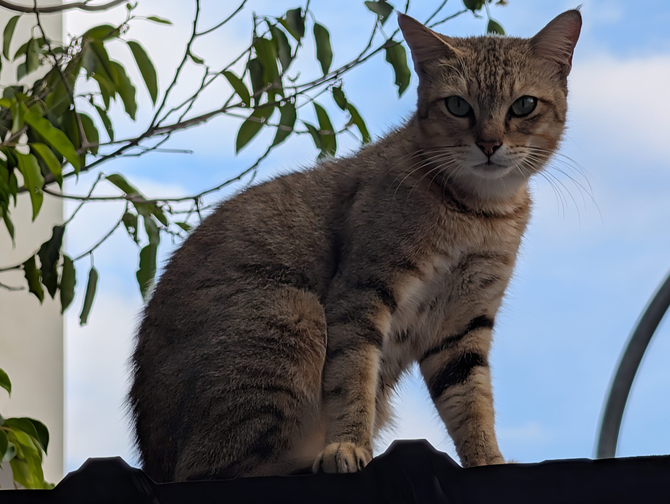 ULASAN : Google Pixel 10 Pro - Senjata Baru Google untuk Dominasi Android 12 ULASAN : Google Pixel 10 Pro - Senjata Baru Google untuk Dominasi Android 12