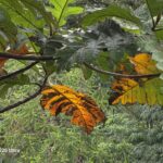 ULASAN : Samsung Galaxy S26 Ultra - Flagship AI Baharu dengan Agentic AI dan Paparan Privasi Pintar 74 ULASAN : Samsung Galaxy S26 Ultra - Flagship AI Baharu dengan Agentic AI dan Paparan Privasi Pintar 74