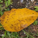 ULASAN : Samsung Galaxy S26 Ultra - Flagship AI Baharu dengan Agentic AI dan Paparan Privasi Pintar 75 ULASAN : Samsung Galaxy S26 Ultra - Flagship AI Baharu dengan Agentic AI dan Paparan Privasi Pintar 75