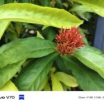 ULASAN : vivo V70 - V Series paling premium pernah dilancarkan 13