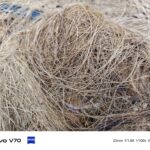 ULASAN : vivo V70 - V Series paling premium pernah dilancarkan 12