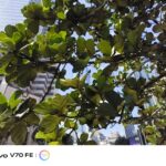 ULASAN : vivo V70 FE - Sensor 200MP Flagship bersama Bateri 7,000mAh 17