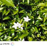 ULASAN : vivo V70 FE - Sensor 200MP Flagship bersama Bateri 7,000mAh 18