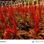 ULASAN : HONOR 600 Pro 5G – Pencabar iPhone yang Berbaloi atau Sekadar Hype? 31