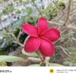 ULASAN : iQOO Z11 5G - Bateri Gergasi, Prestasi Padu 18